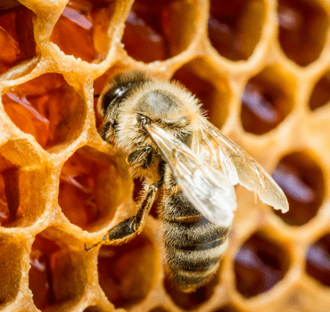 Biene auf Wabe Nahaufnahme